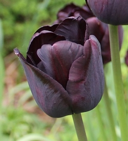 Tulipan Paul Scherer 8 løg